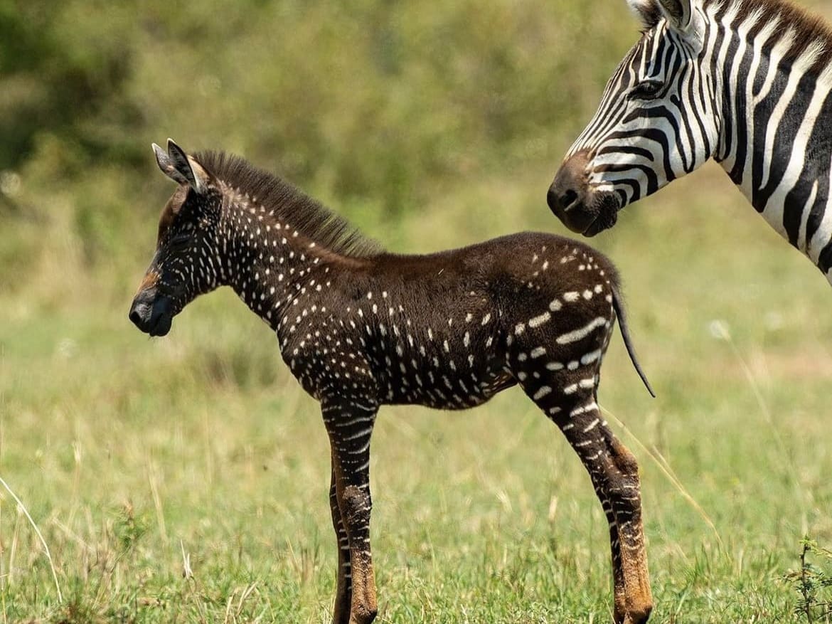 spotted zebra
