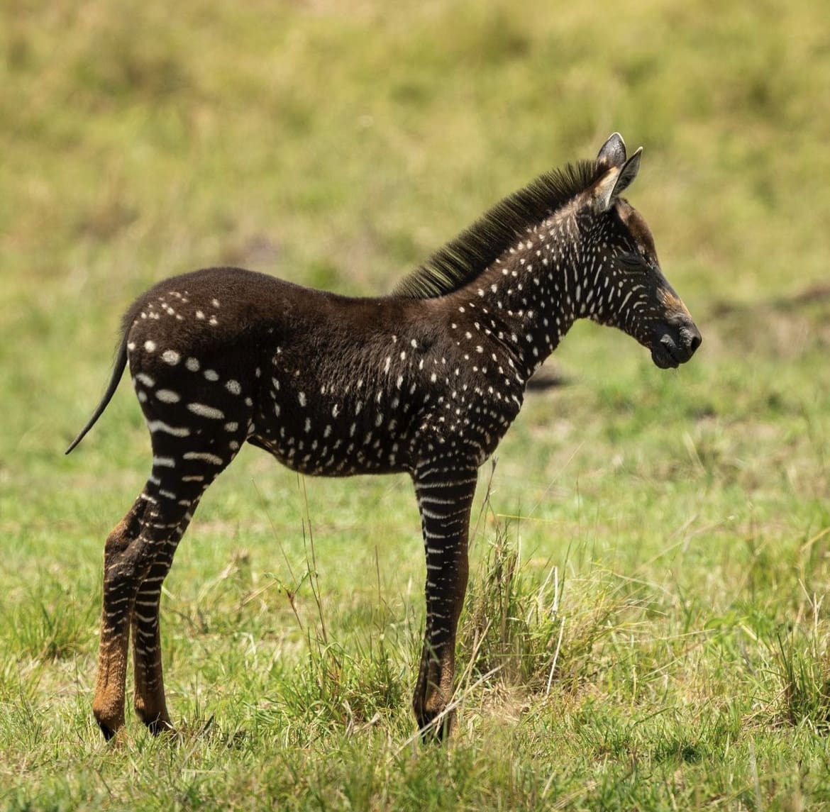 Spotted Zebra Foal