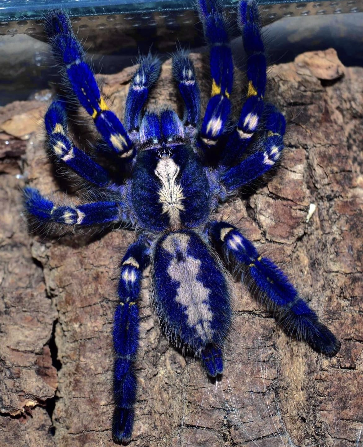Blue tarantula