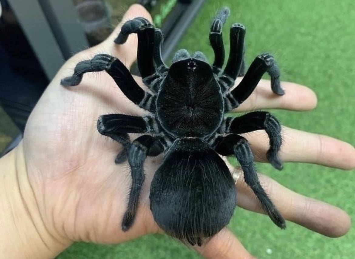 Pet Trade Threatening Tarantula Populations