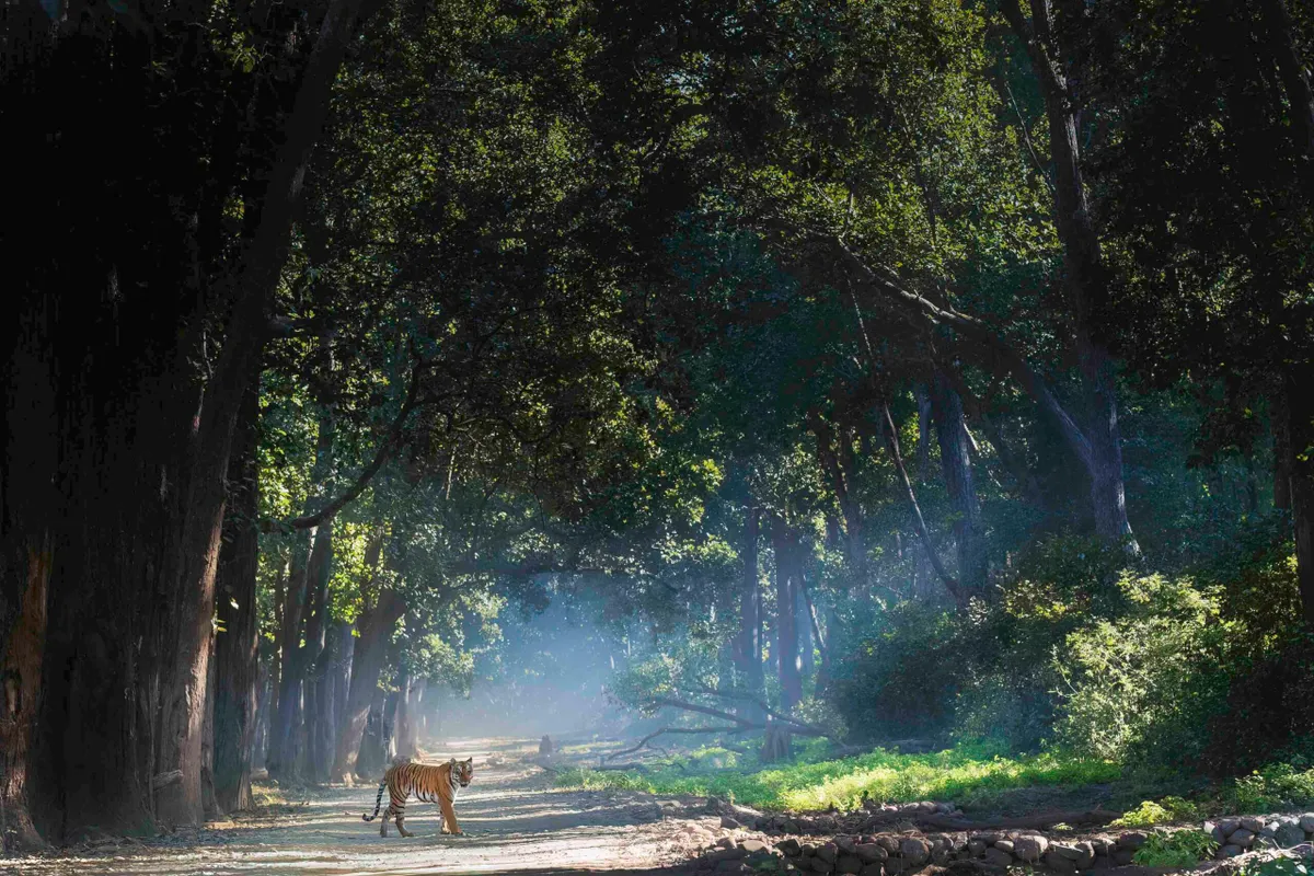Bengal tiger, Jim Corbett National Park, Uttarakhand, India