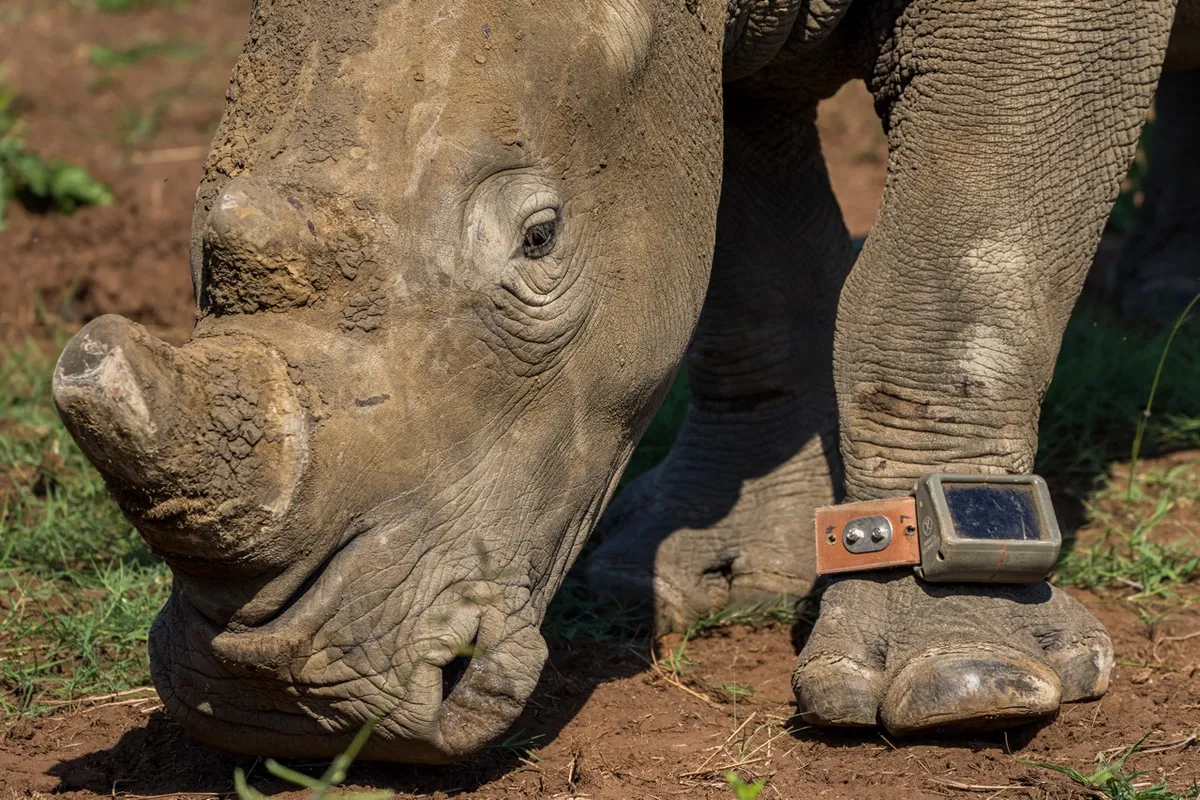 Rhino after being released with a monitor to help protect it. Credit: Marcus Westberg
