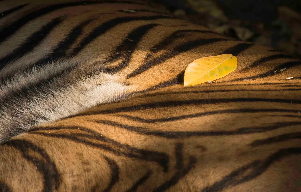 Bengal tiger, Bandhavgarh National Park, India