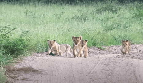 lion cubs reunited with mother