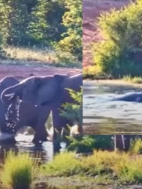 Crocodile attacks 5 elephants