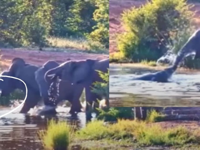 Crocodile attacks 5 elephants