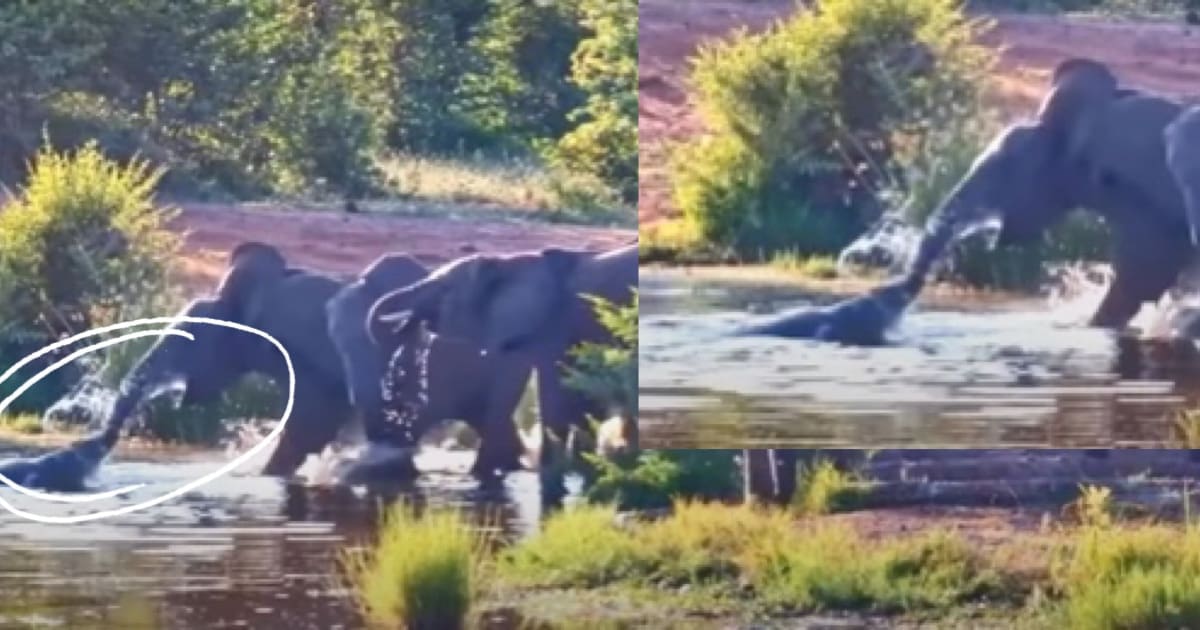 Crocodile attacks 5 elephants