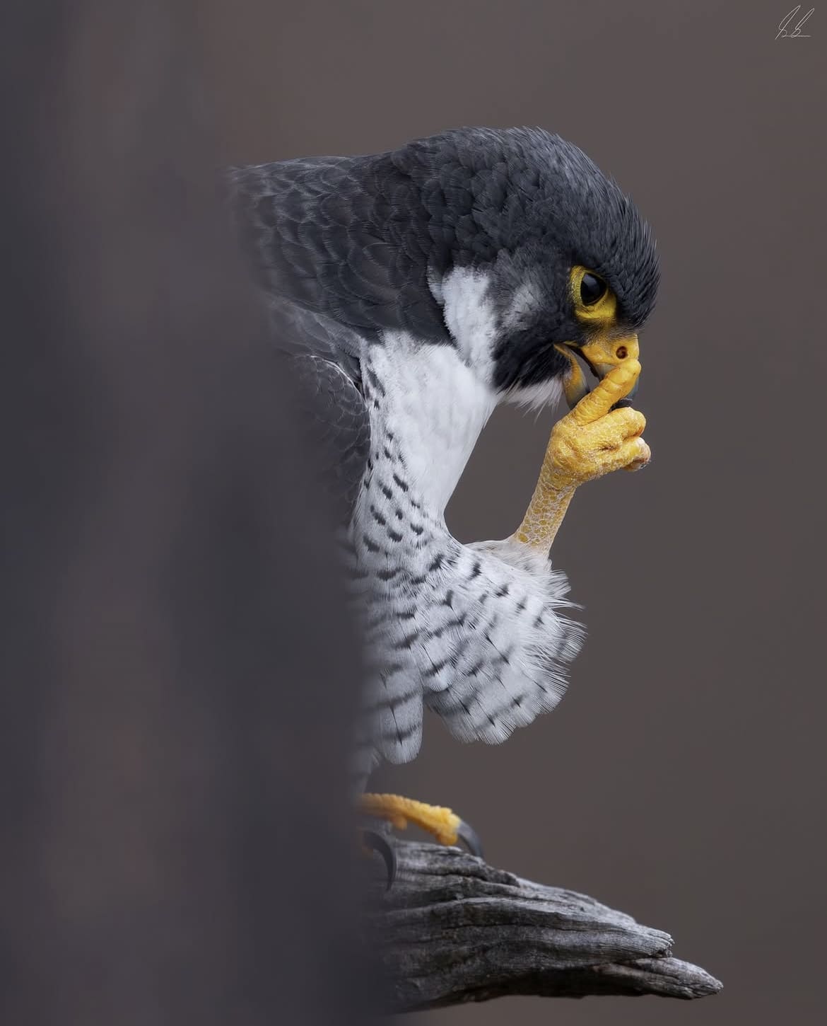 Peregrine Falcon – The Ultimate Speed King