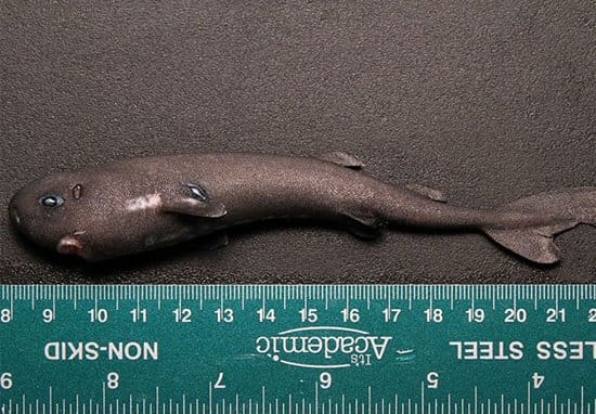 Tiny, Glow-in-the-dark sharks discovered in Mexico