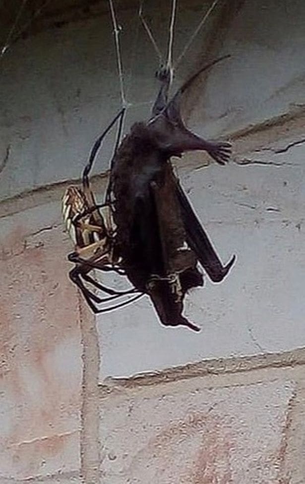 Massive spider catches bat in its web outside texas home