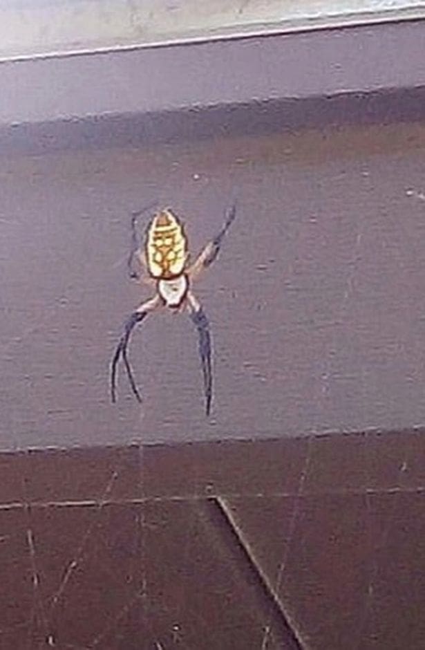 massive spider catches bat in its web