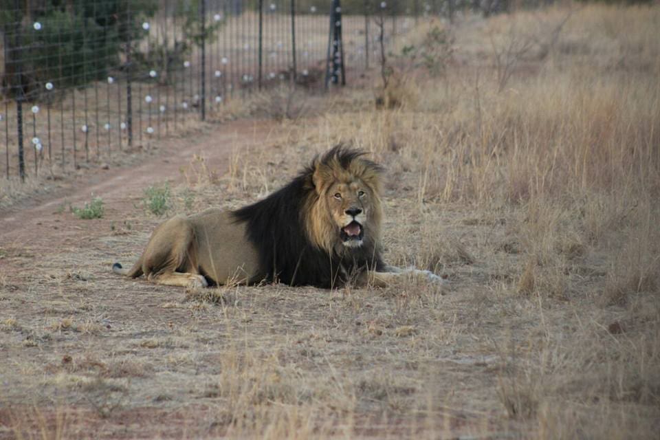 Three Lions Killed After Mauling Owner To Death