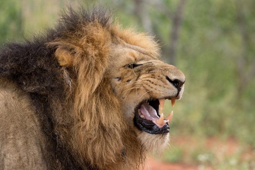 Three Lions Killed After Mauling Owner To Death