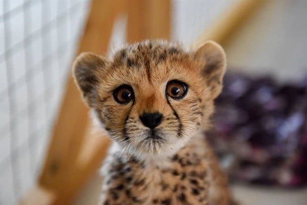 29 Cheetah Cubs Rescued From Wildlife Smugglers in Somaliland