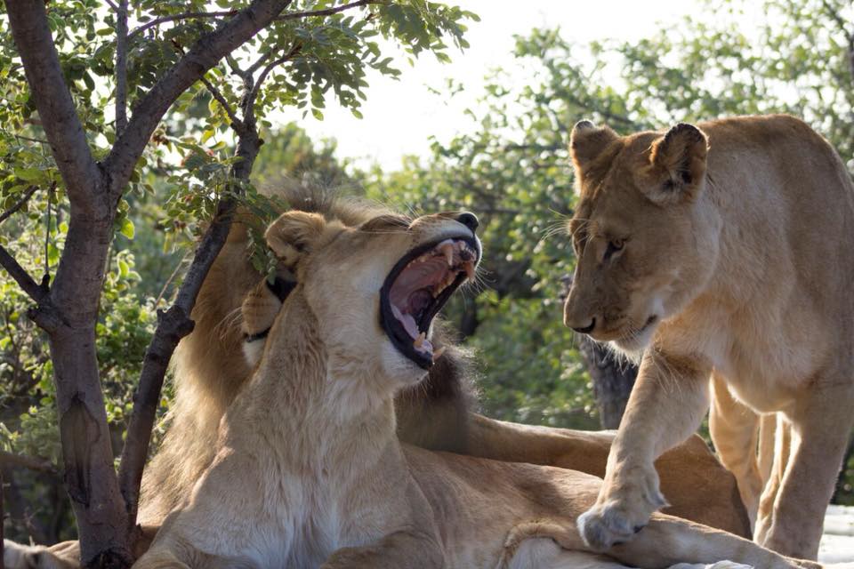 Three Lions Killed After Mauling Owner To Death