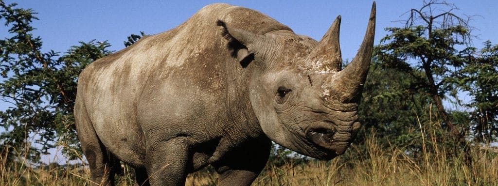 South Africa Increases Amount Of Black Rhinos To Be Killed By Trophy Hunters