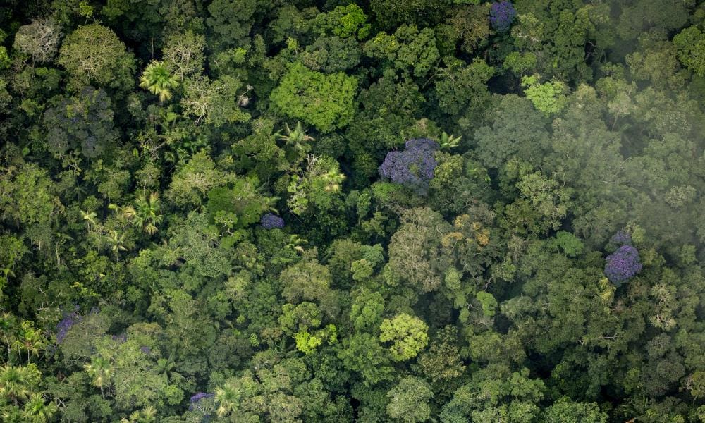 Leaked Documents Show Brazilian President Trying To Destroy Amazon Rainforest