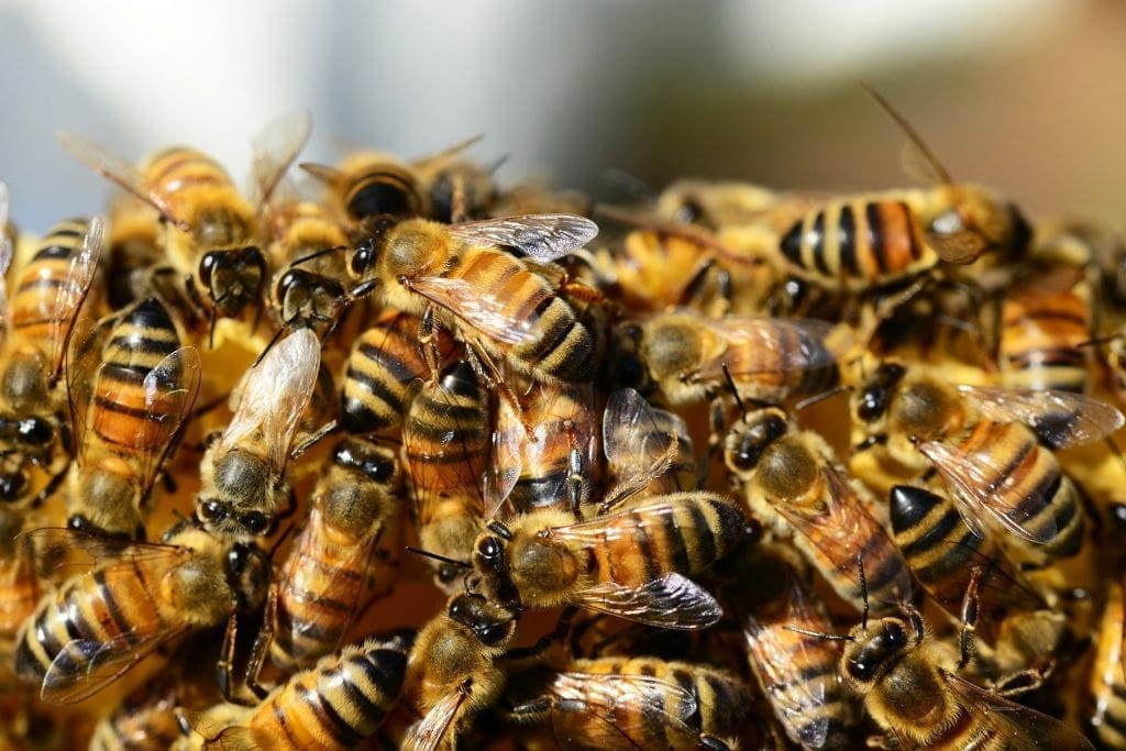 Over Half A Billion Bees Have Died In Brazil In Last Three Months