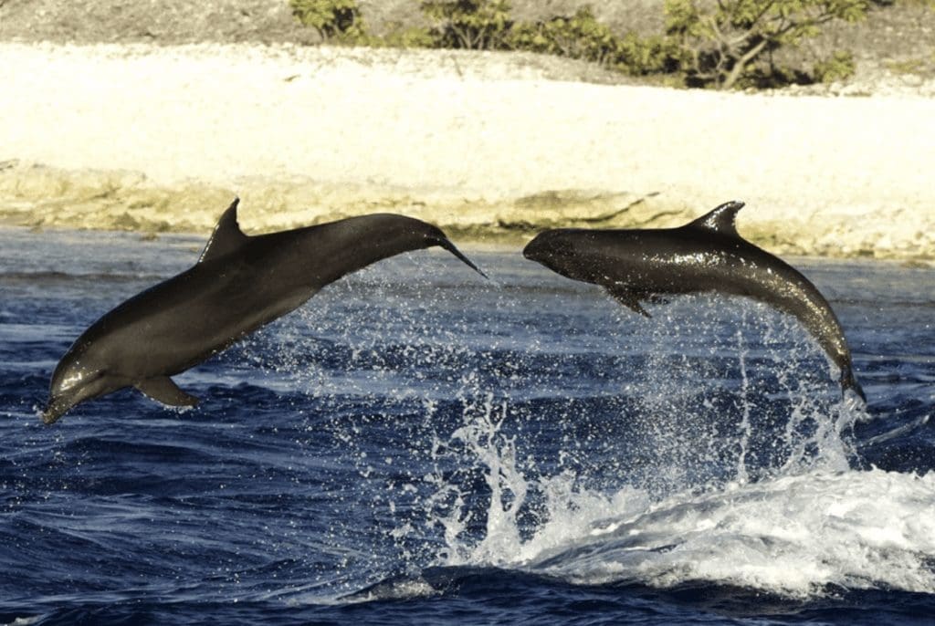 In the first ever recorded case of its kind, a bottlenose dolphin mother appears to have adopted an orphaned whale calf.