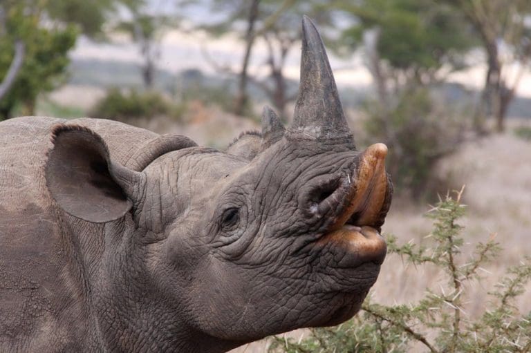 South Africa Increases Amount Of Black Rhinos To Be Killed By Trophy Hunters