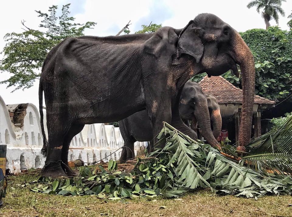 70-year-old elephants emaciated body hidden behind a festival costume