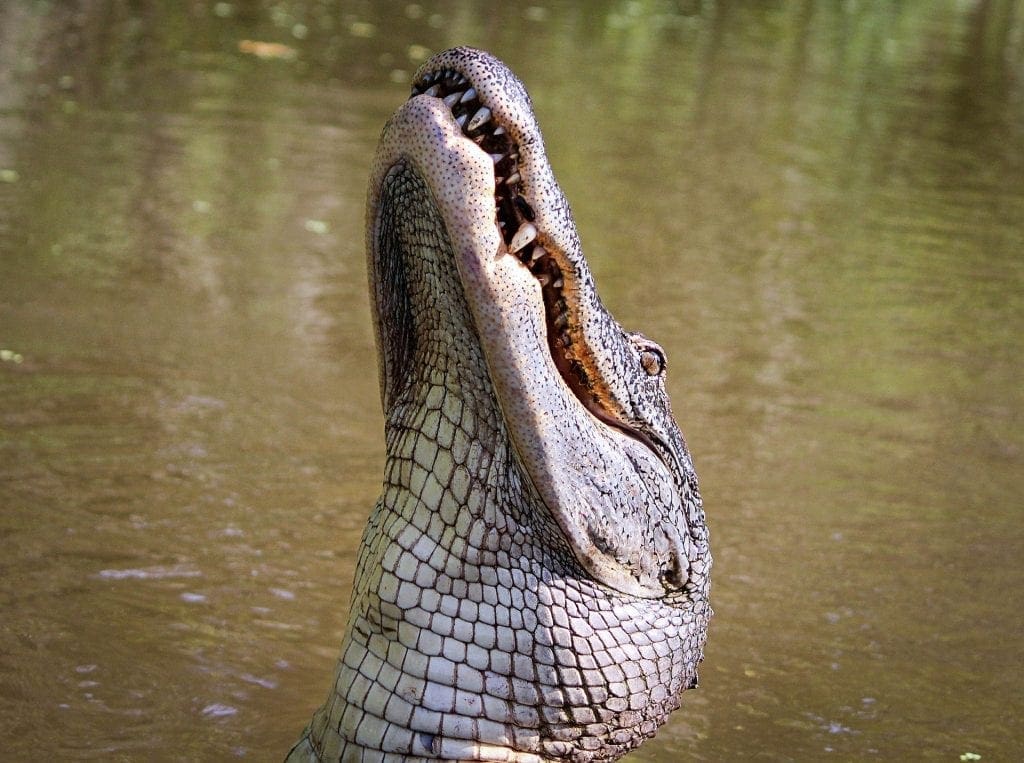 florida alligators found eating second corpse in single week