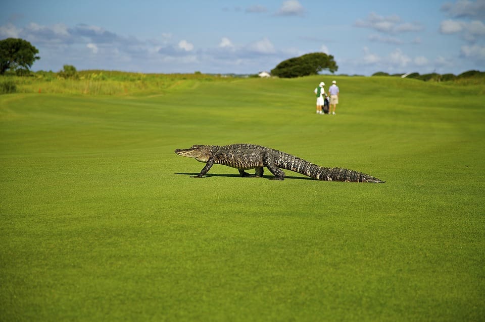 Florida Alligators Found Eating Corpse in St Petersburg