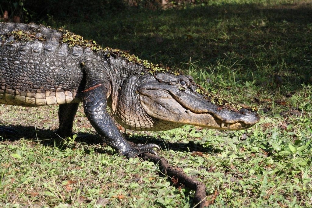 American Alligator