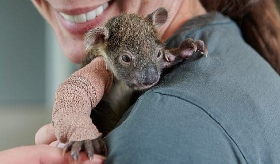 Baby Koala gets fitted with a cast after breaking its arm falling from a tree