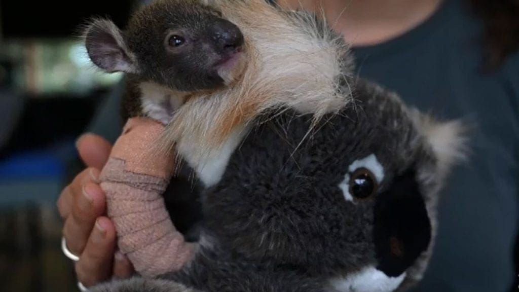 Baby Koala gets fitted with a cast after breaking its arm falling from a tree