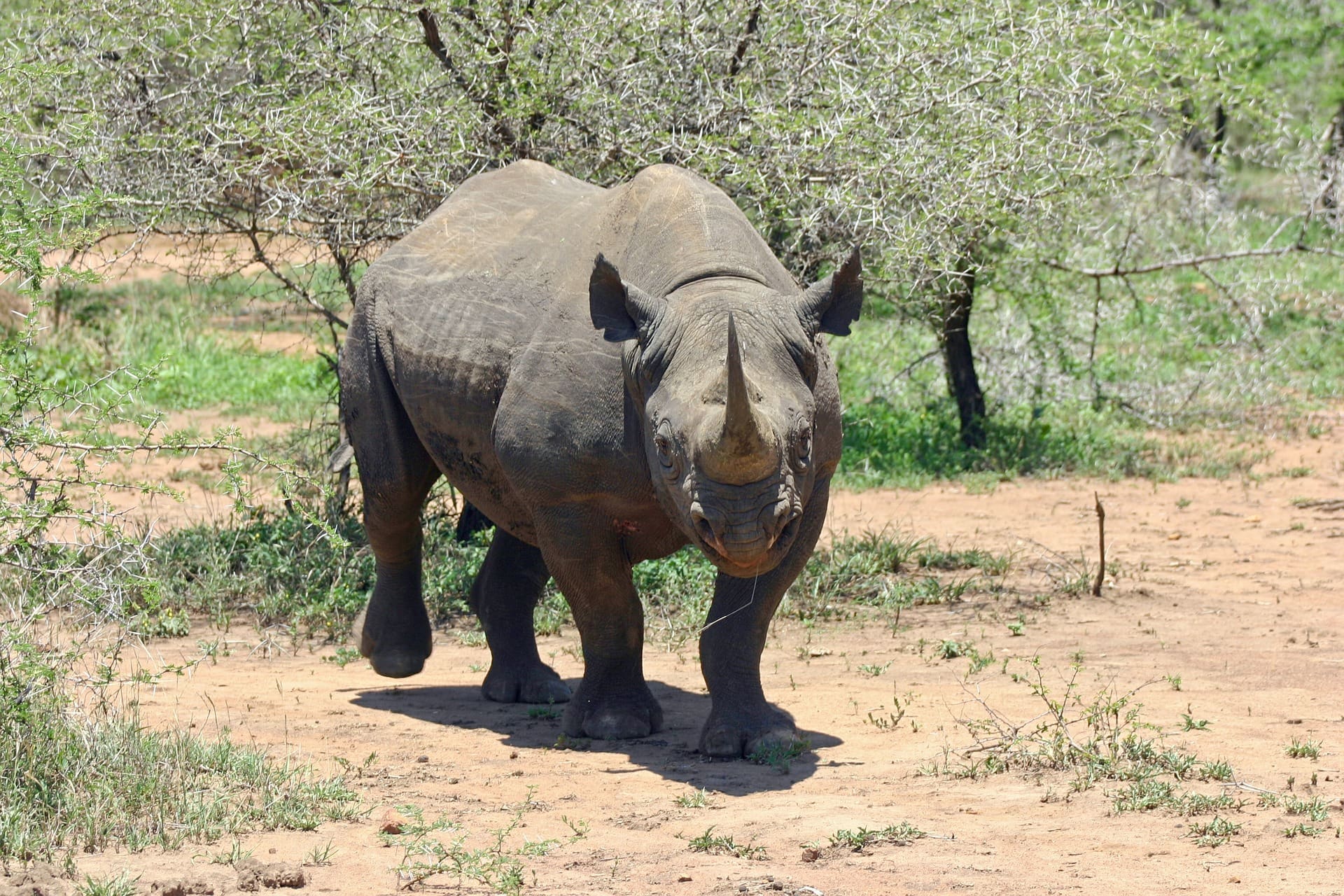 South Africa Increases Amount Of Black Rhinos To Be Killed By Trophy Hunters