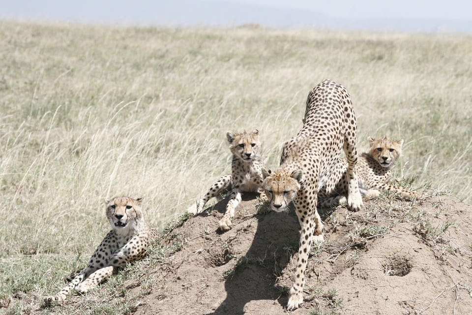 29 Cheetah Cubs Rescued From Wildlife Smugglers in Somaliland