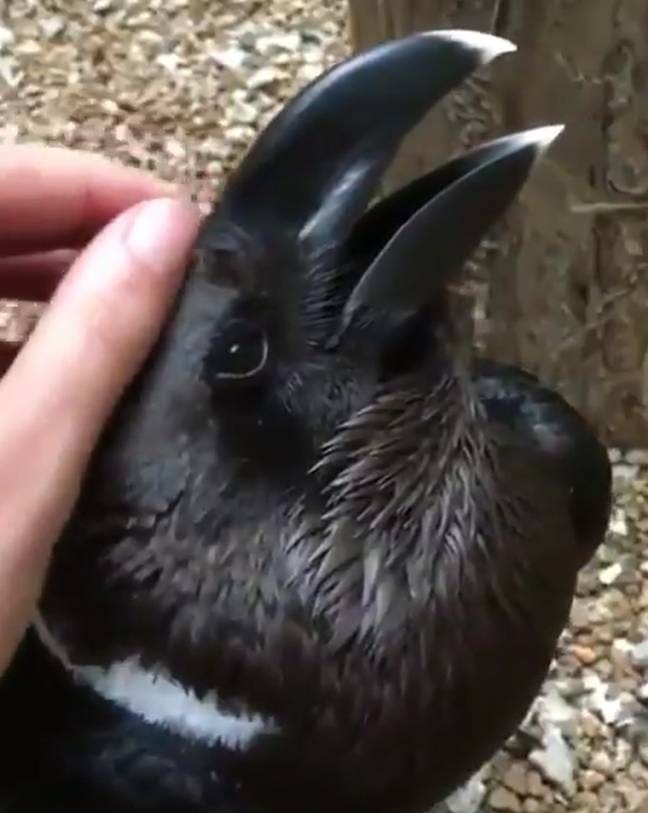 Nobody Can Tell If This Is A Rabbit Or A Crow Having Its Head Scratched