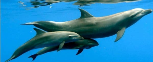 In the first ever recorded case of its kind, a bottlenose dolphin mother appears to have adopted an orphaned whale calf.