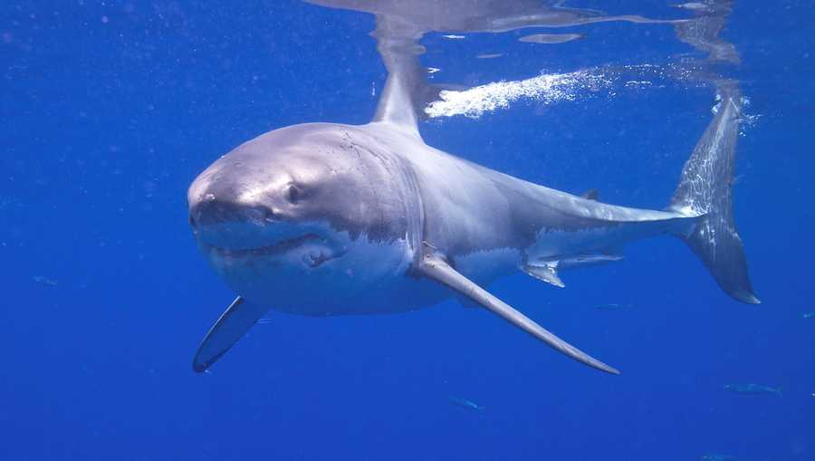 Great White Sharks Are 'Bullying' People Out Of The Sea