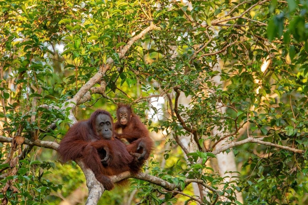 Peru Passes Momentus Ban On Palm Oil Deforestation