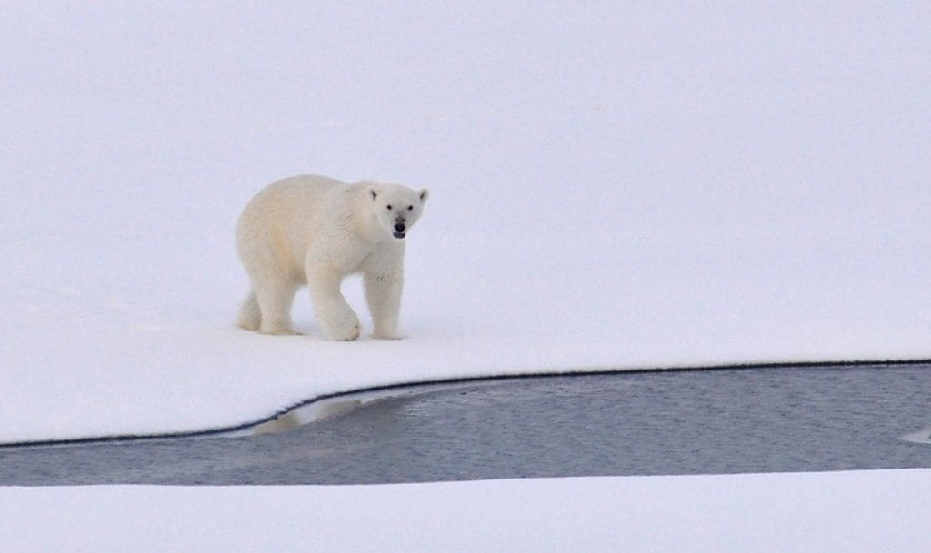 Polar bears