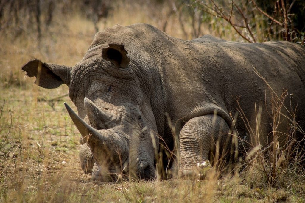 366 poachers arrested in the Kruger National Park Since 2018