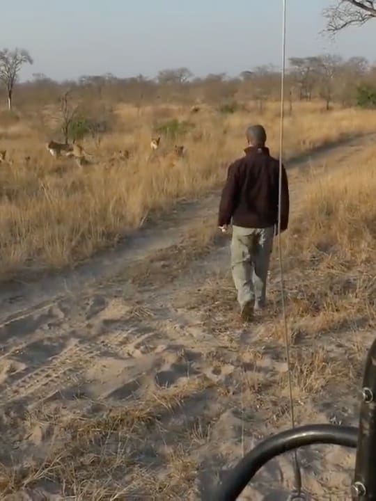 field guide walks into pride of lions