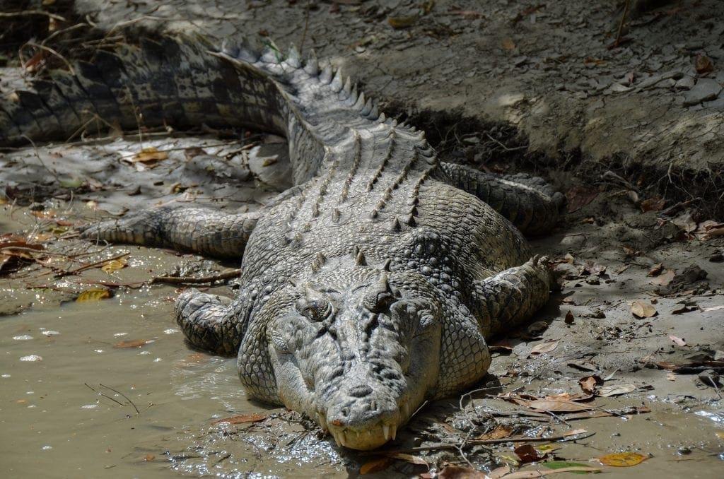 10-Year-Old Boy Snatched From Boat And Eaten By Crocodiles In front Of Brothers