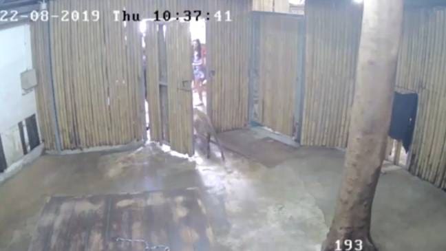 Two-Year-Old Boy Mauled By Leopard In Thailand