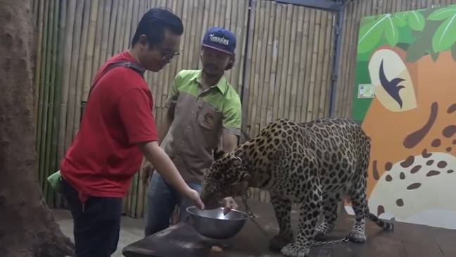 Two-Year-Old Boy Mauled By Leopard In Thailand