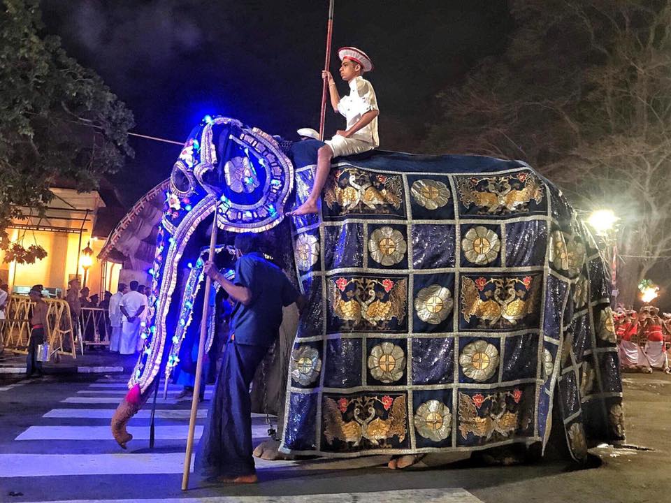 70-year-old elephants emaciated body hidden behind a festival costume