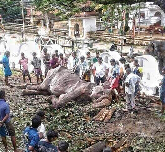 70-year-old elephants emaciated body hidden behind a festival costume
