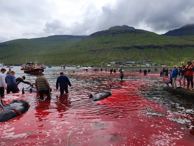 locals look on as 23 pilot whales are slaughtered in the Faroe Islands