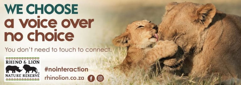 South African Reserve Bans Lion Cub Petting