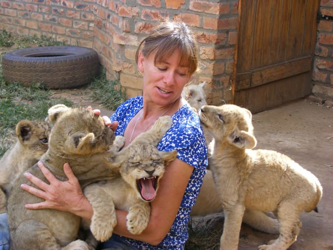 South African Reserve Bans Lion Cub Petting