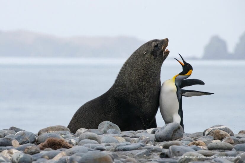 Comedy Wildlife Photography Awards 2019 Finalists!