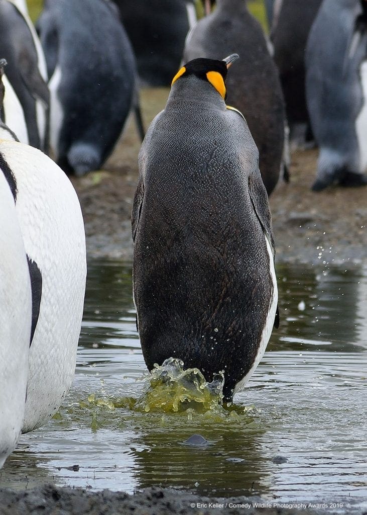 Comedy Wildlife Photography Awards 2019 Finalists!