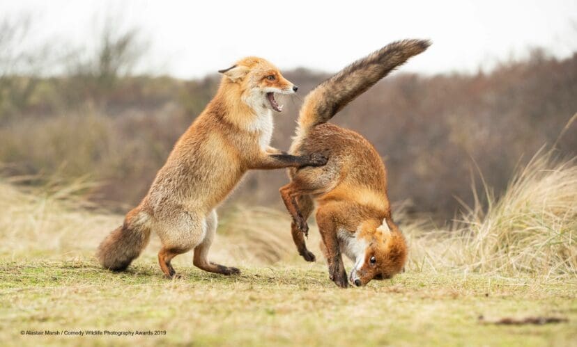 Comedy Wildlife Photography Awards 2019 Finalists!